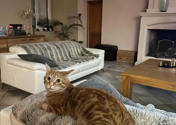 Bed and breakfast Kimy Lunoterie Futuroscope Piscine Et Oyre